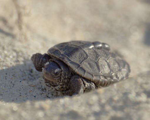 Kemp's Ridley Sea Turtle