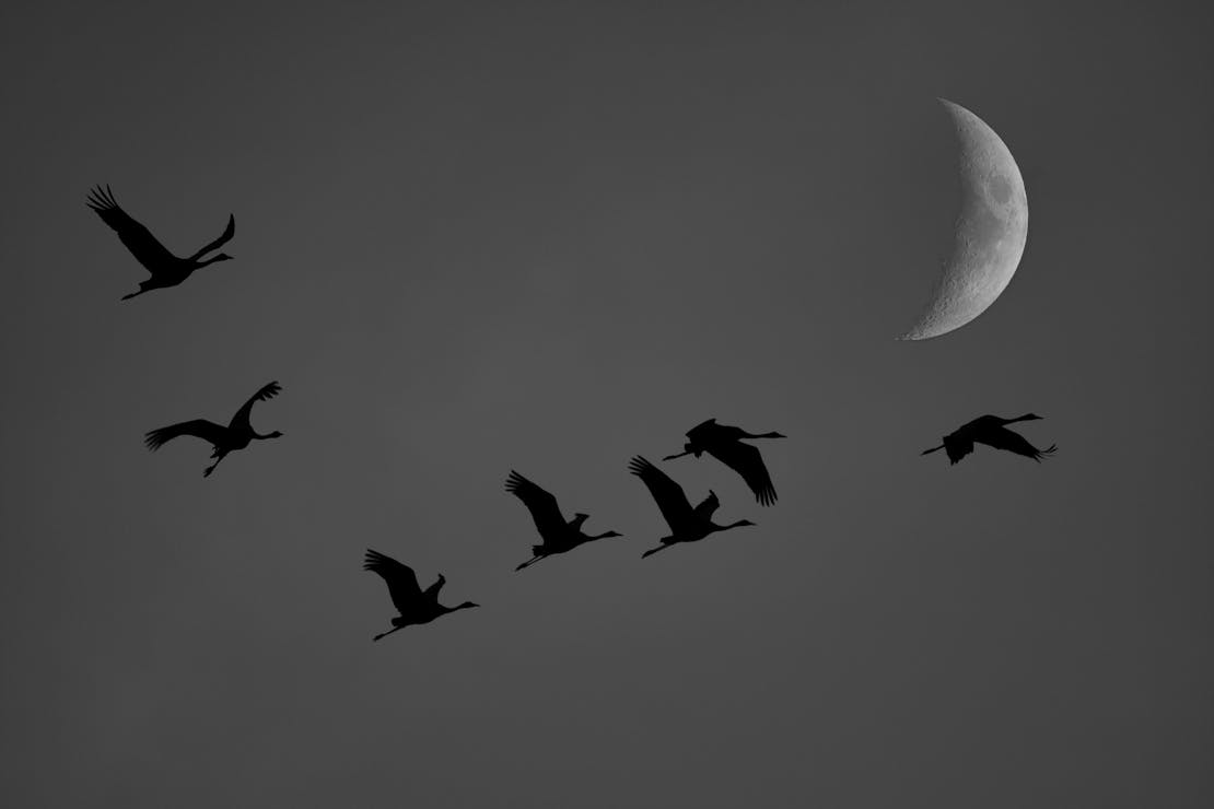 Unconfirmed cranes flying at night