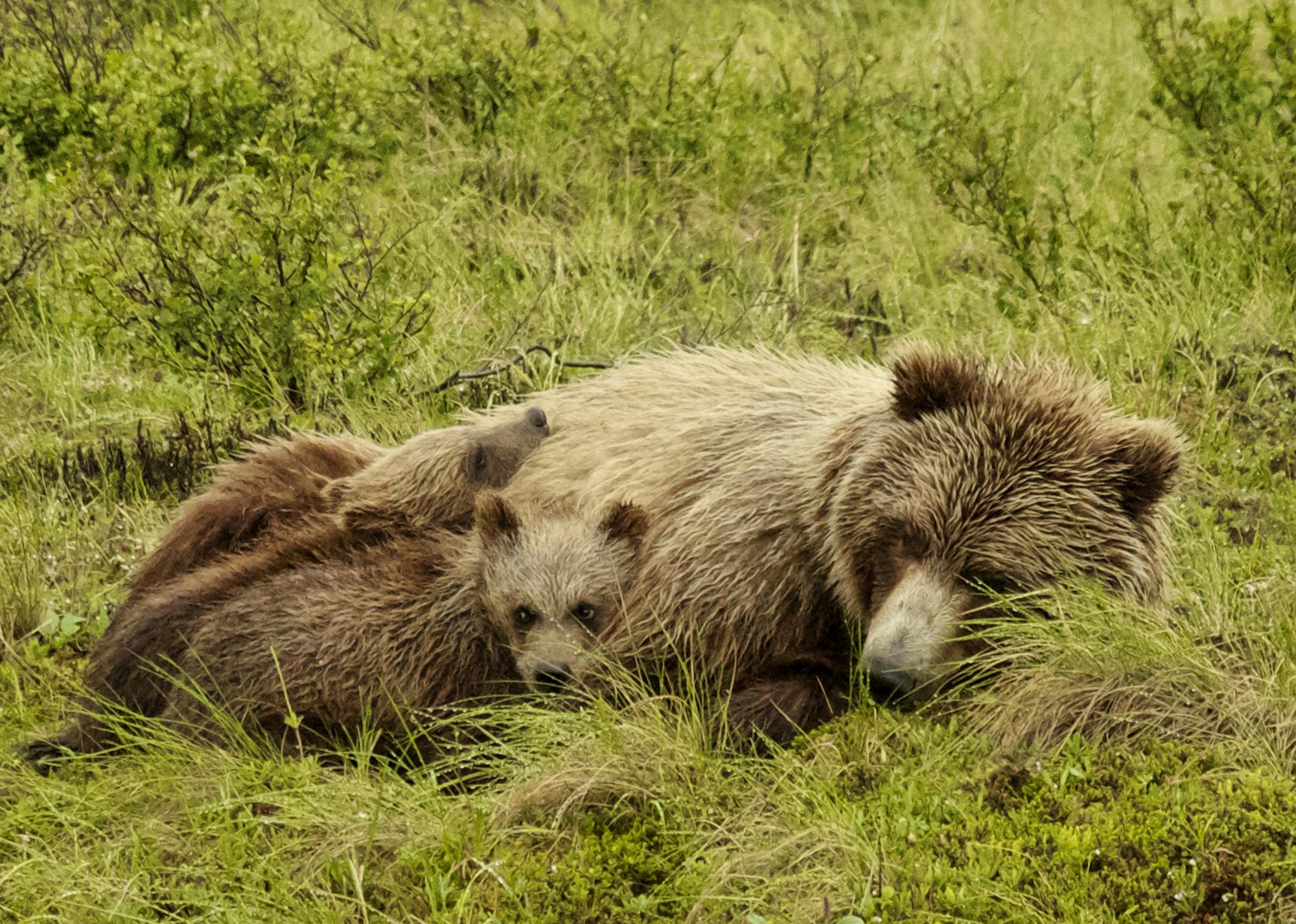 Sleeping brown bear family, Denali, Alaska