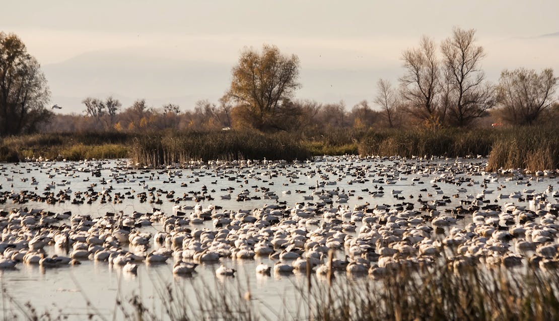 Pond of snow geese 