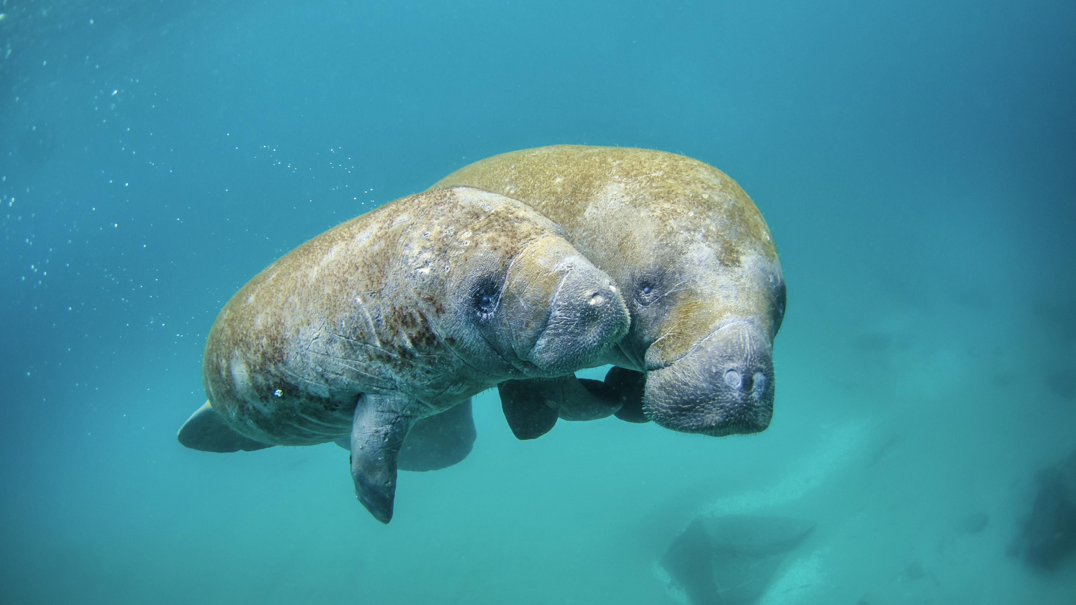 Mother manatee and calf swimming