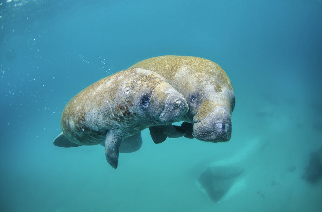 Mother manatee and calf swimming