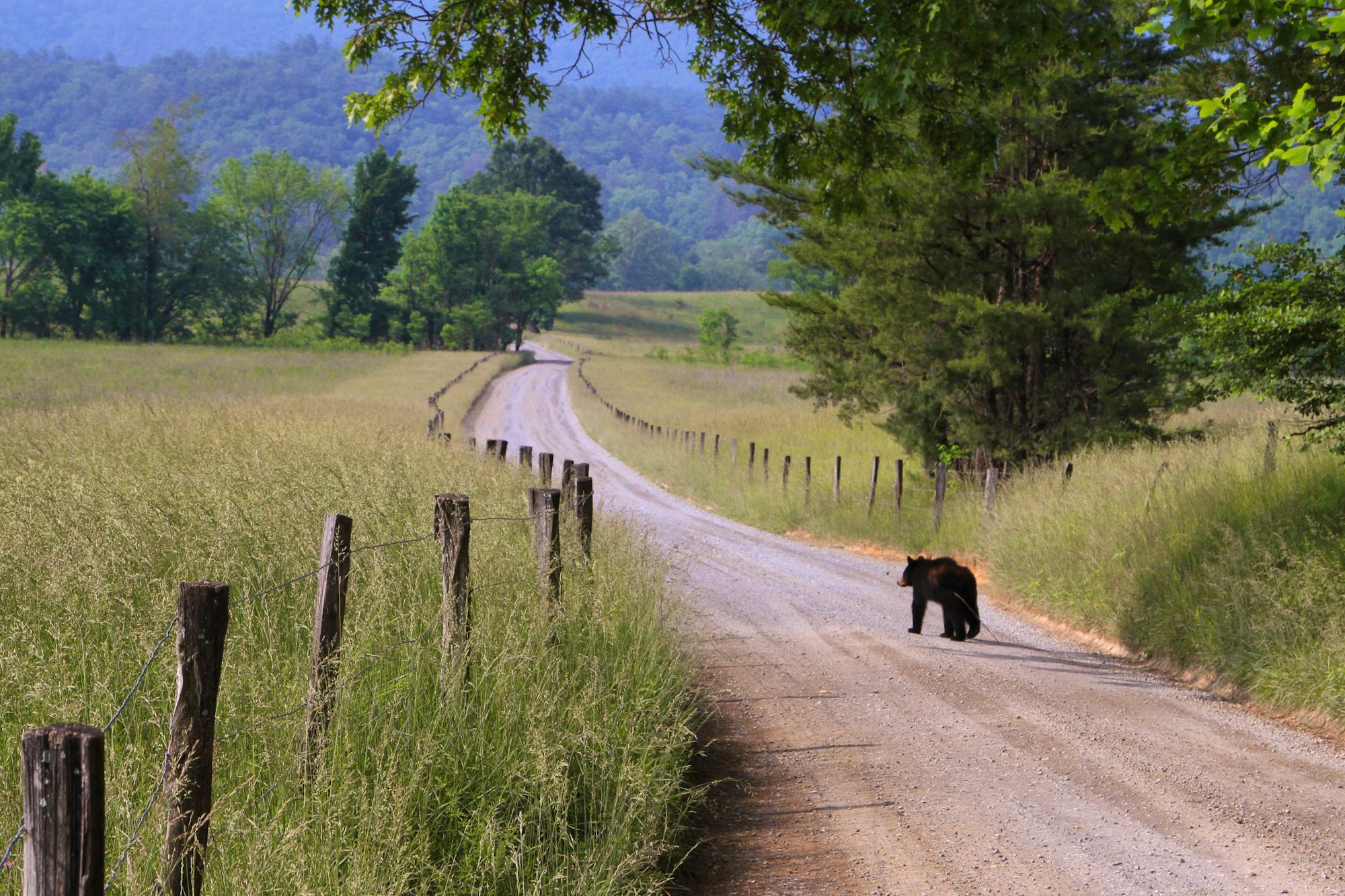 Black Bear Walking Down Cades Cove Loop