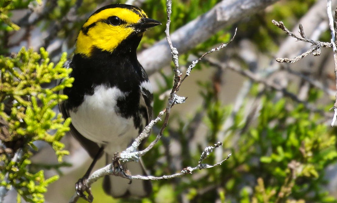 Golden-cheeked Warbler, Austin, Texas