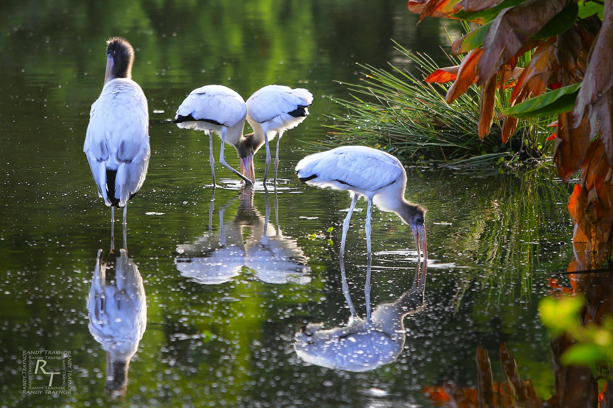 Wood stork reflections