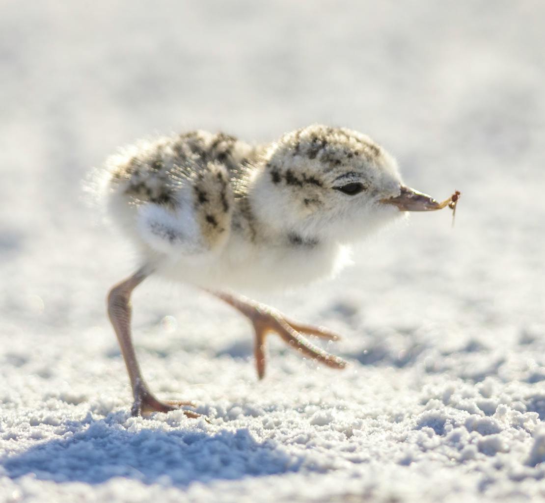 Snowy Plover chick eating an insect, Lemon Bay, Florida