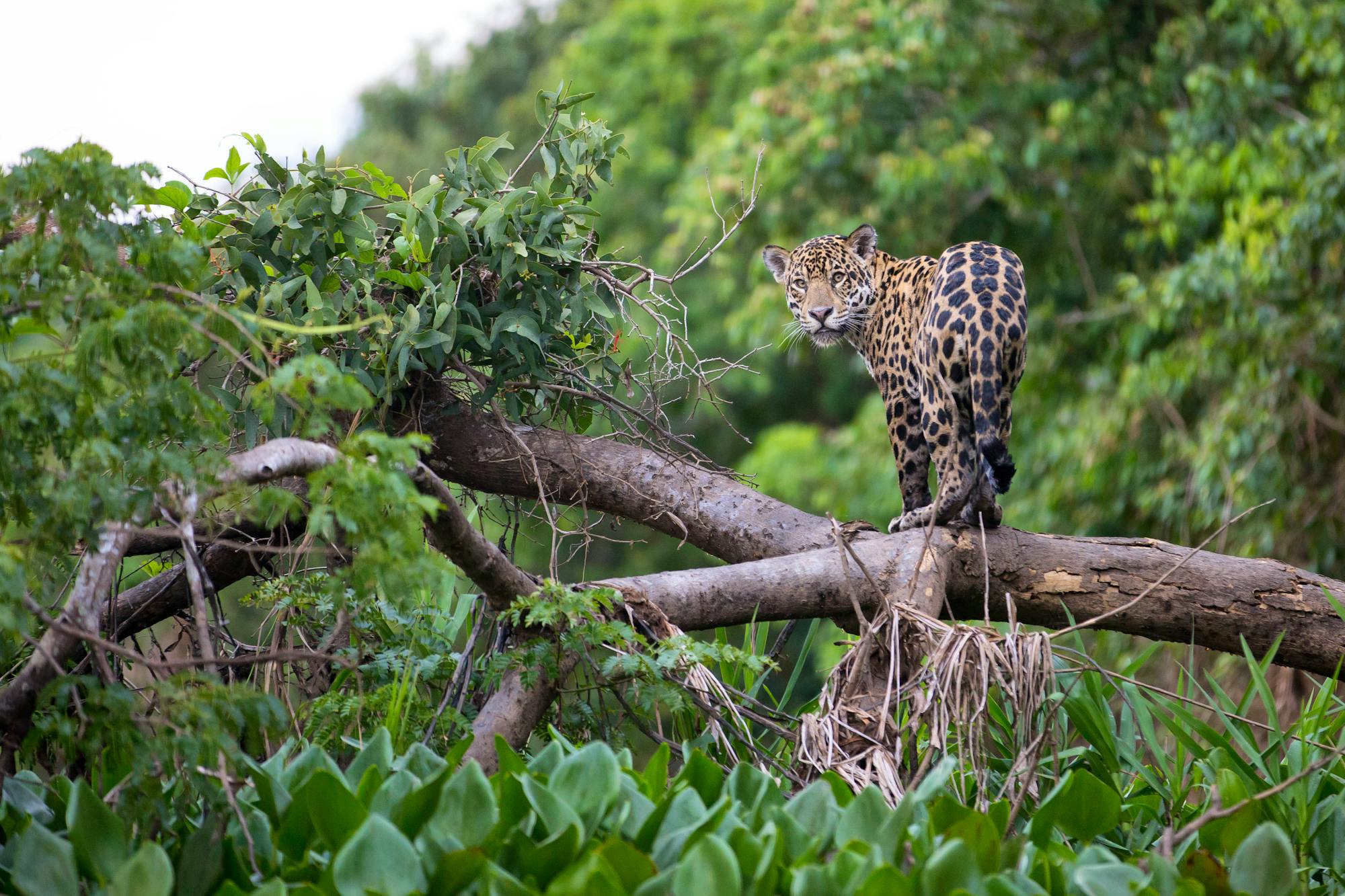 Jaguar on a branch in forest, Brazil