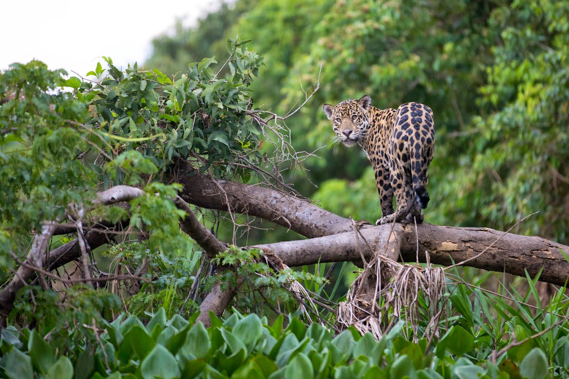 Jaguar on a branch in forest, Brazil