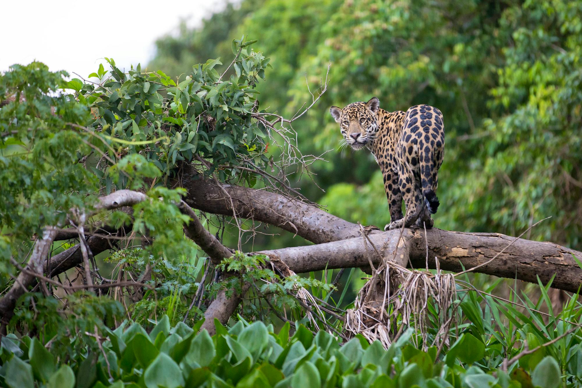 Jaguar on a branch in forest, Brazil