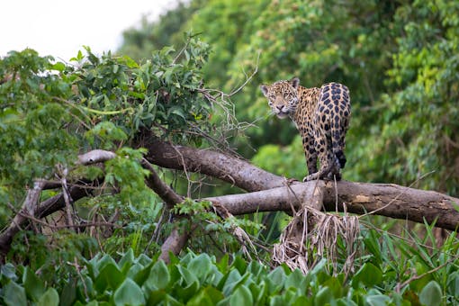 Jaguar on a branch in forest, Brazil