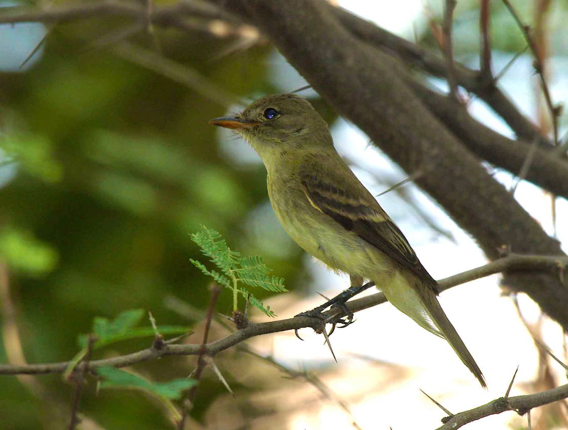 Southwestern Willow Flycathcer perched on a branch