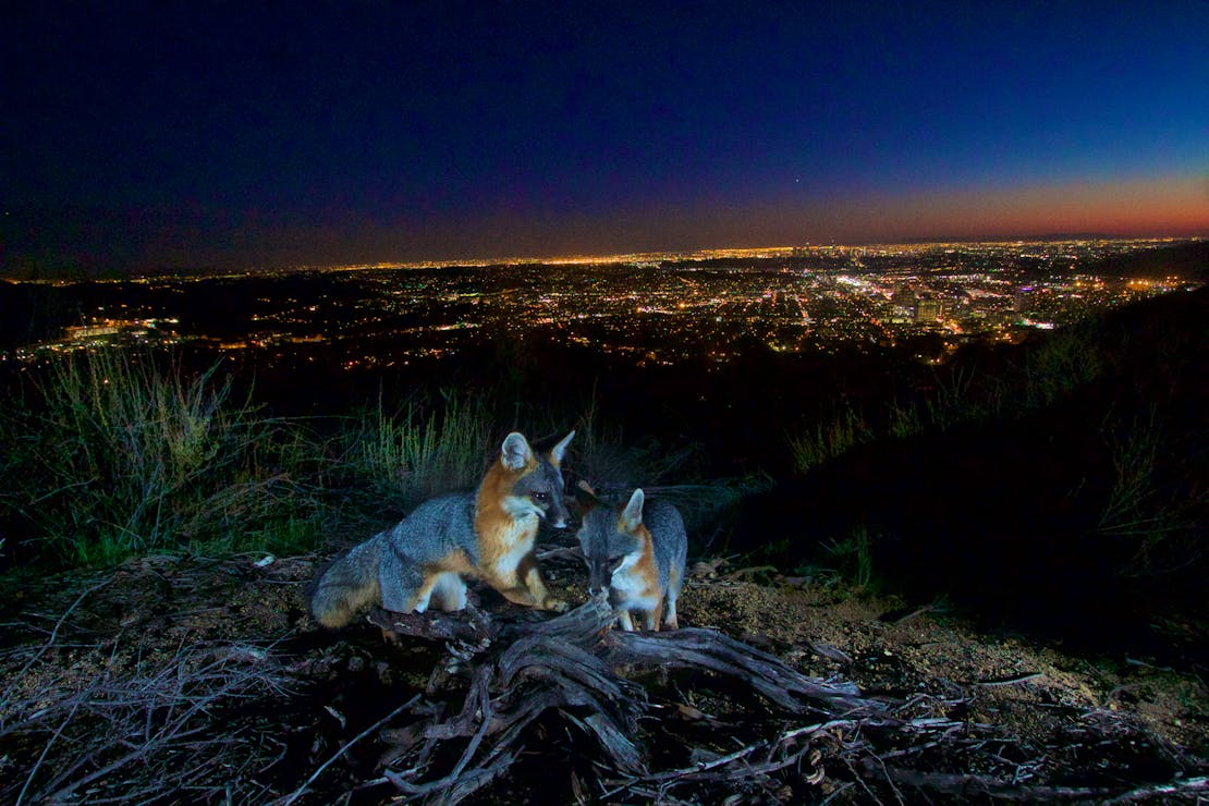 Gray foxes in Verdugo Mountains, California 