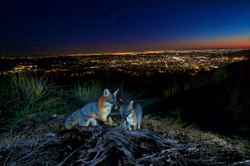 Gray foxes in Verdugo Mountains, California 