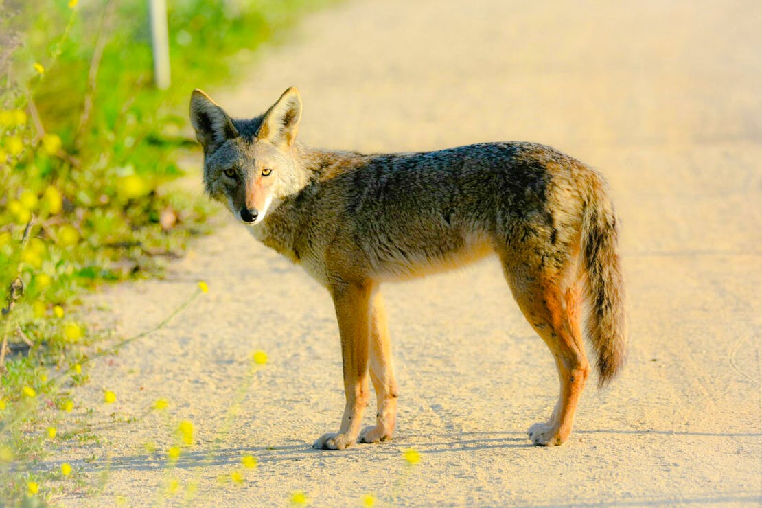 Curious coyote