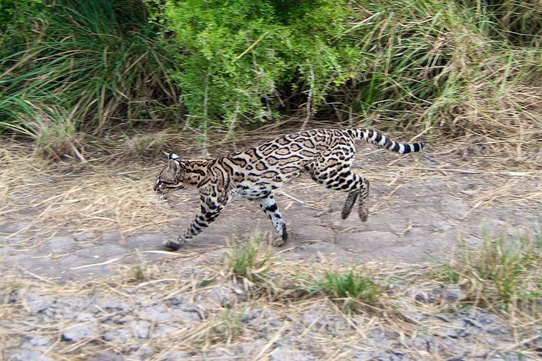 Ocelot running, Lower Rio Grande Valley, Texas