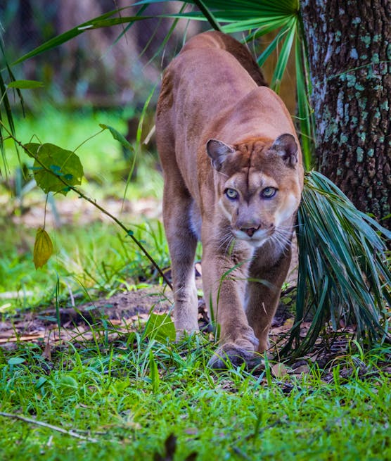 Florida Panther walking and looking at camera