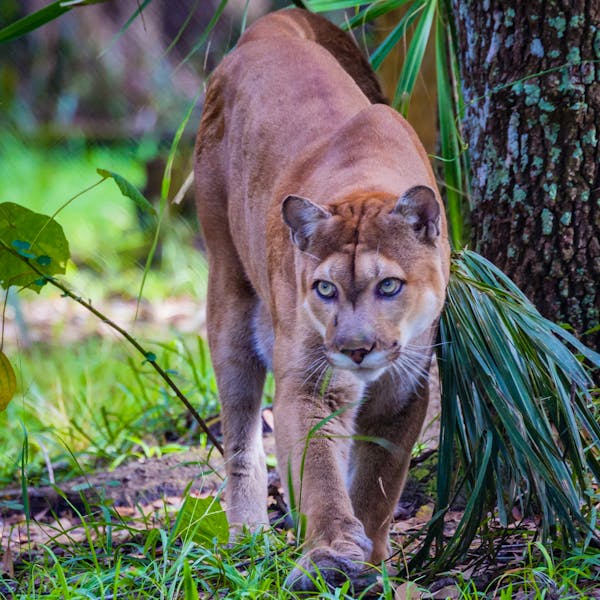 Florida Panther walking and looking at camera