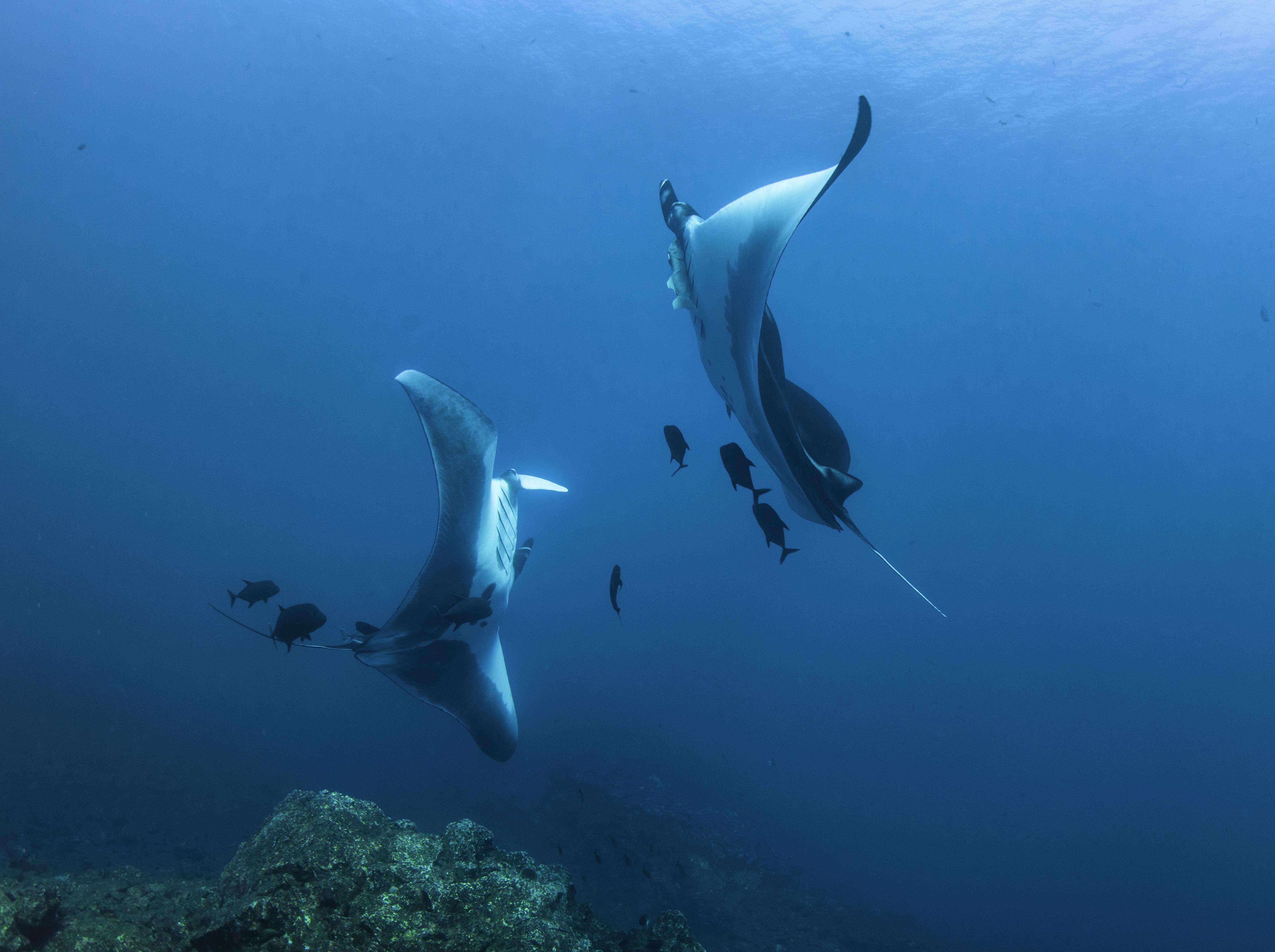 Pair of manta rays mirrioring each other, Revillagigedo Islands, Mexico 