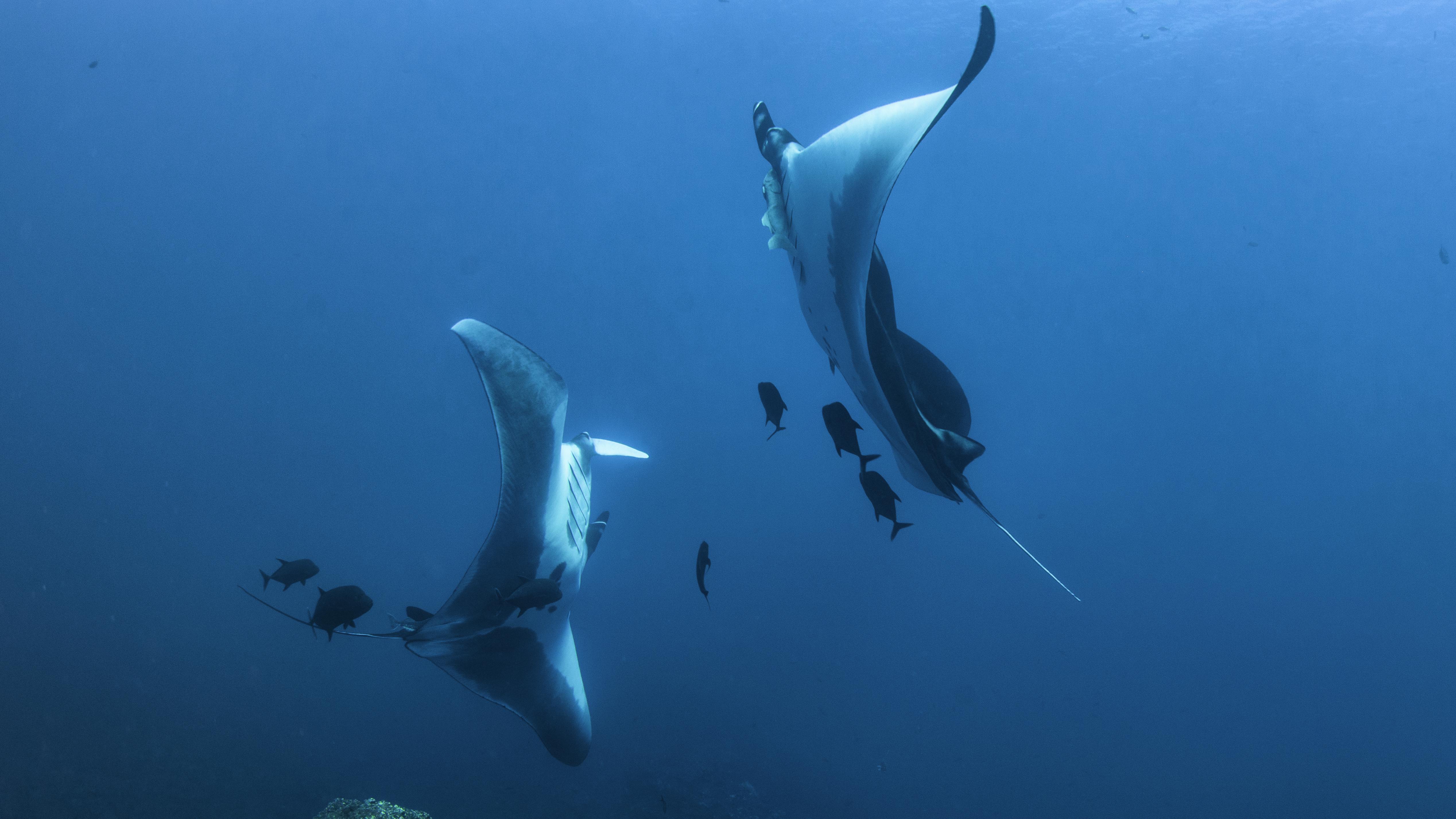 Pair of manta rays mirrioring each other, Revillagigedo Islands, Mexico 