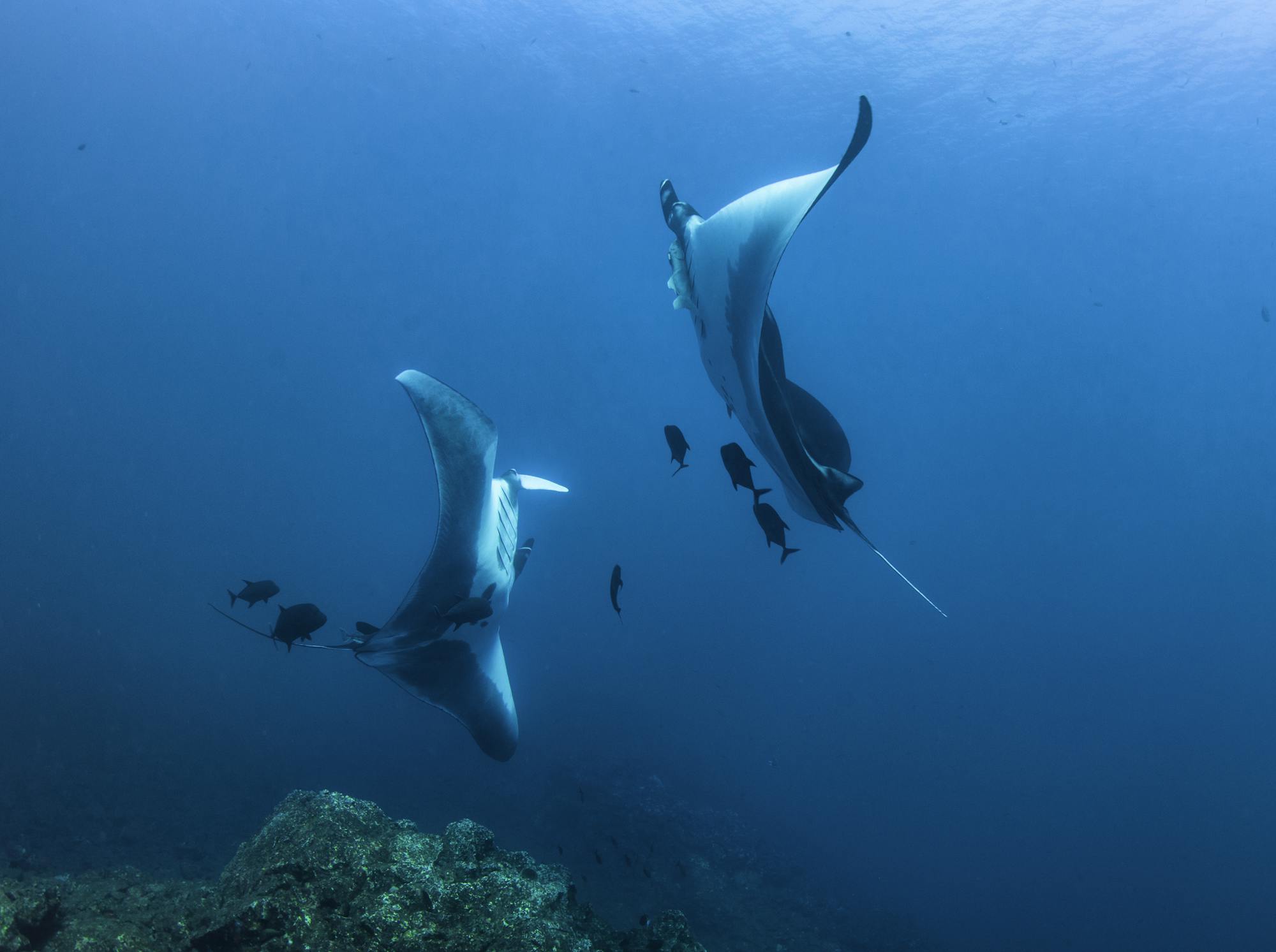 Pair of manta rays mirrioring each other, Revillagigedo Islands, Mexico 