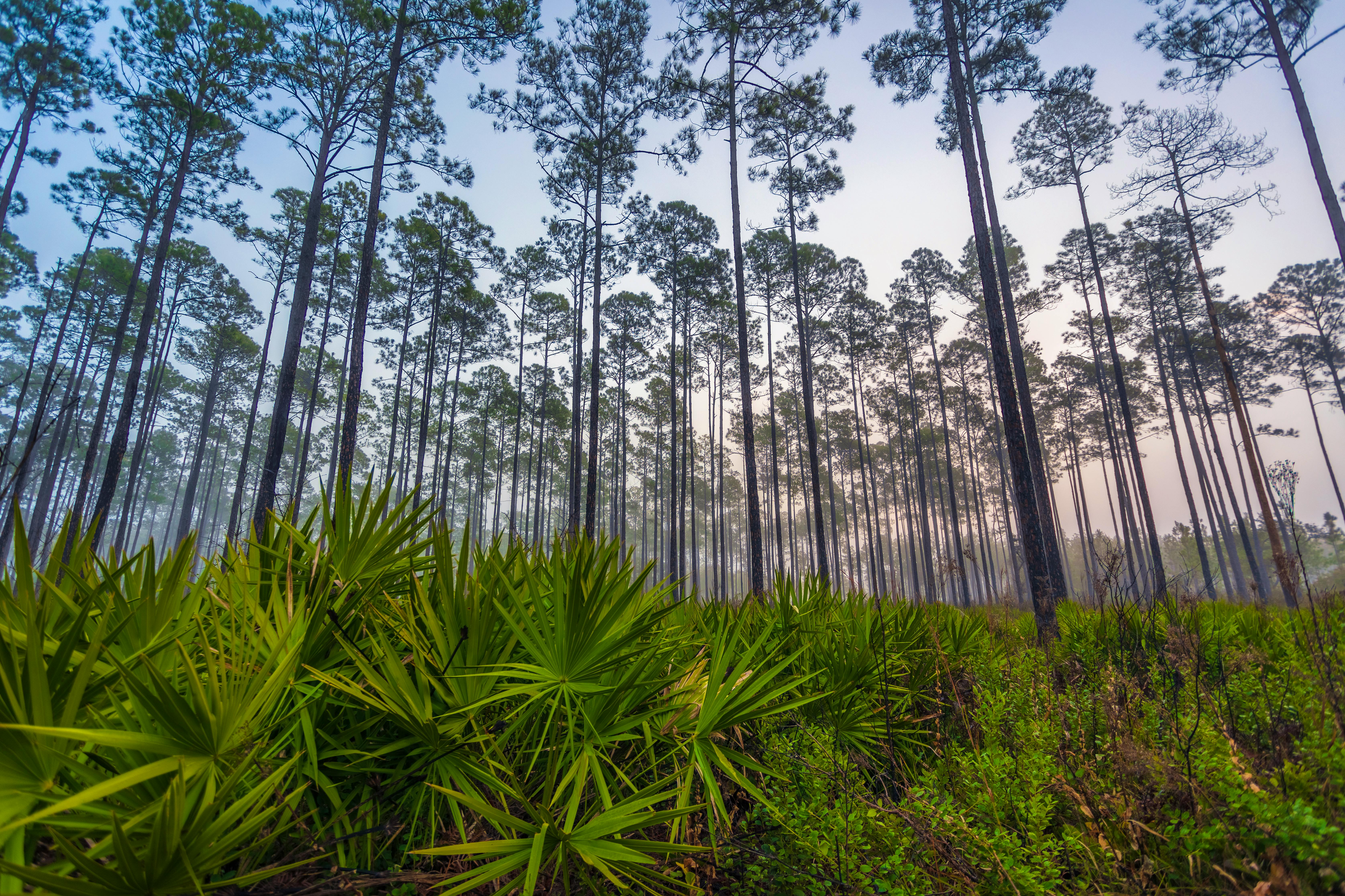Okefenokee wilderness area