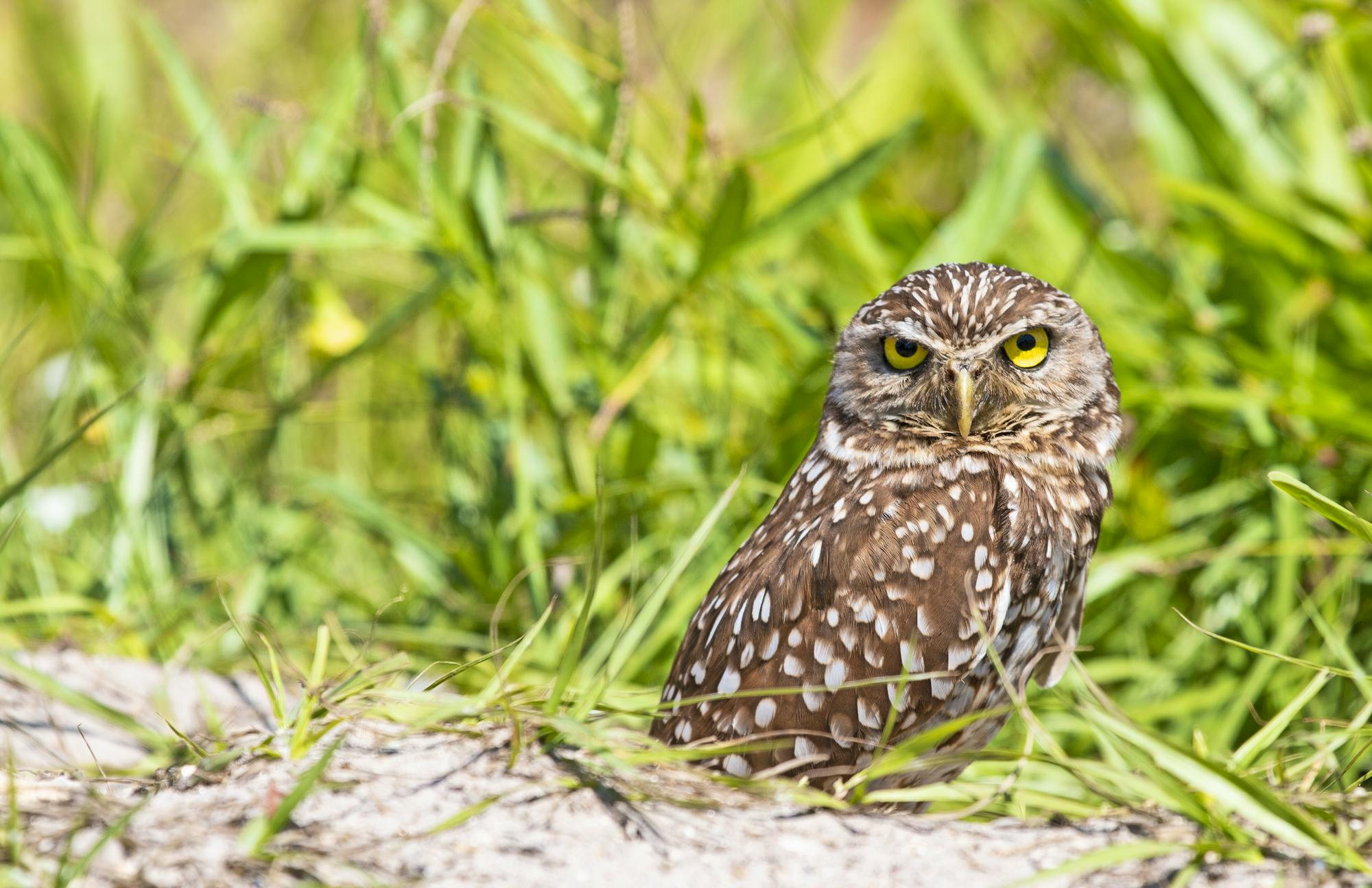 Burrowing owl