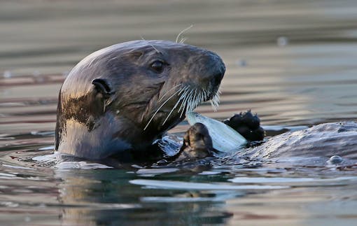 Sea otter, BLM