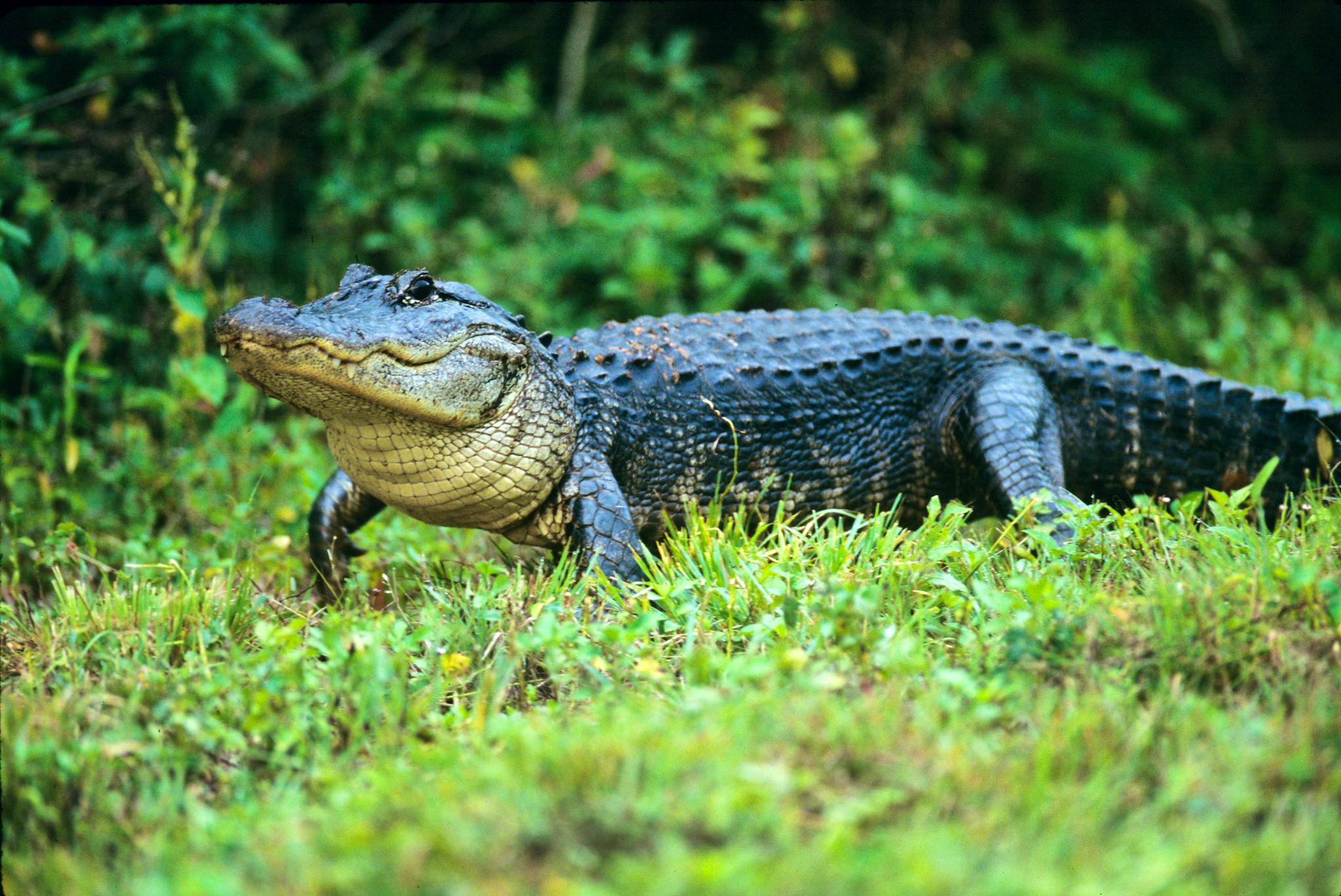 An American alligator treads through Everglades National Park, Florida