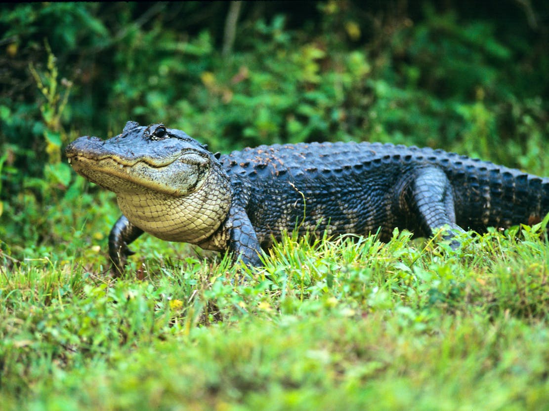 An American alligator treads through Everglades National Park, Florida