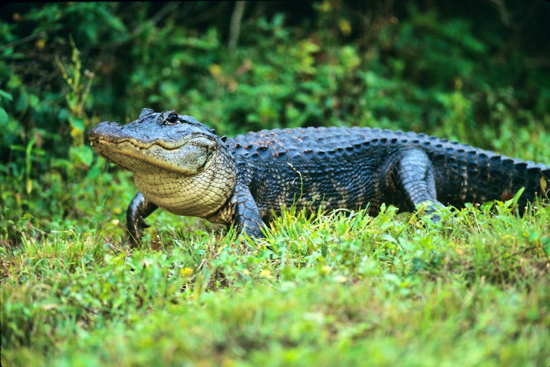 An American alligator treads through Everglades National Park, Florida