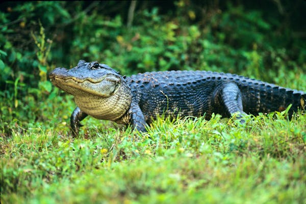 An American alligator treads through Everglades National Park, Florida