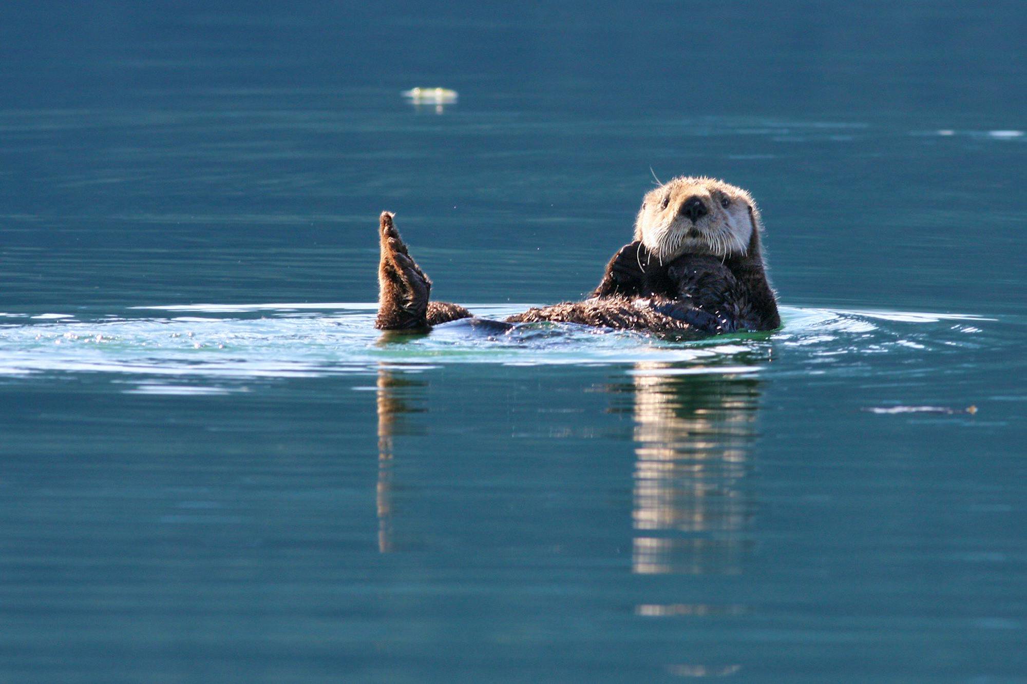 Sea otter in Kenai Fjords National Park