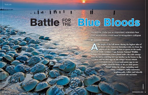 Horseshoe Crab Magazine Feature Opener