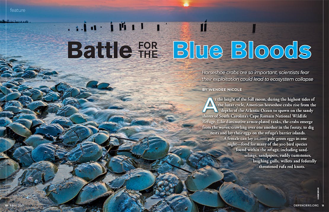 Horseshoe Crab Magazine Feature Opener