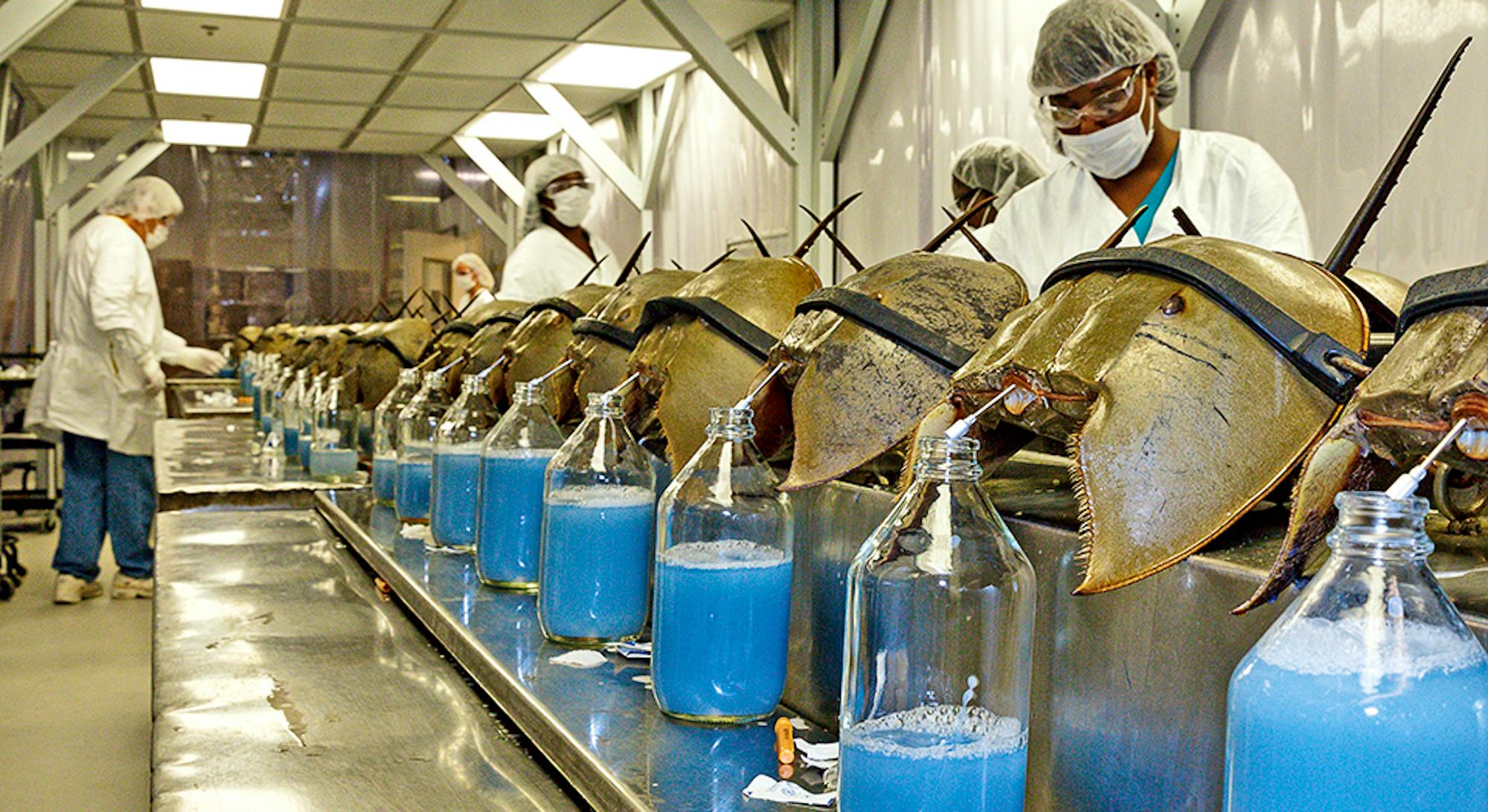 Horseshoe crabs are lined up and bled for their blue blood at Charles River Laboratories (above) before being returned to the wild. Nearly a third do not survive the procedure. 