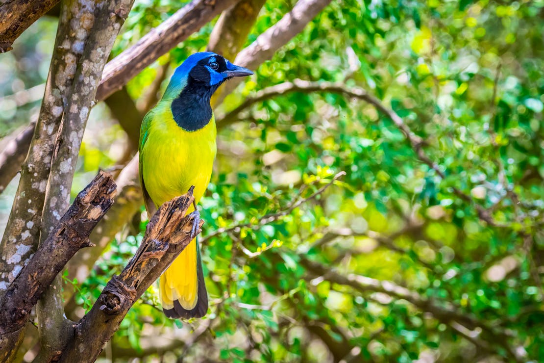 Green Jay at Laguna-Atascosa in Texas