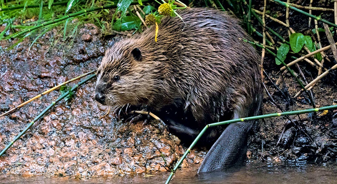 Beavers