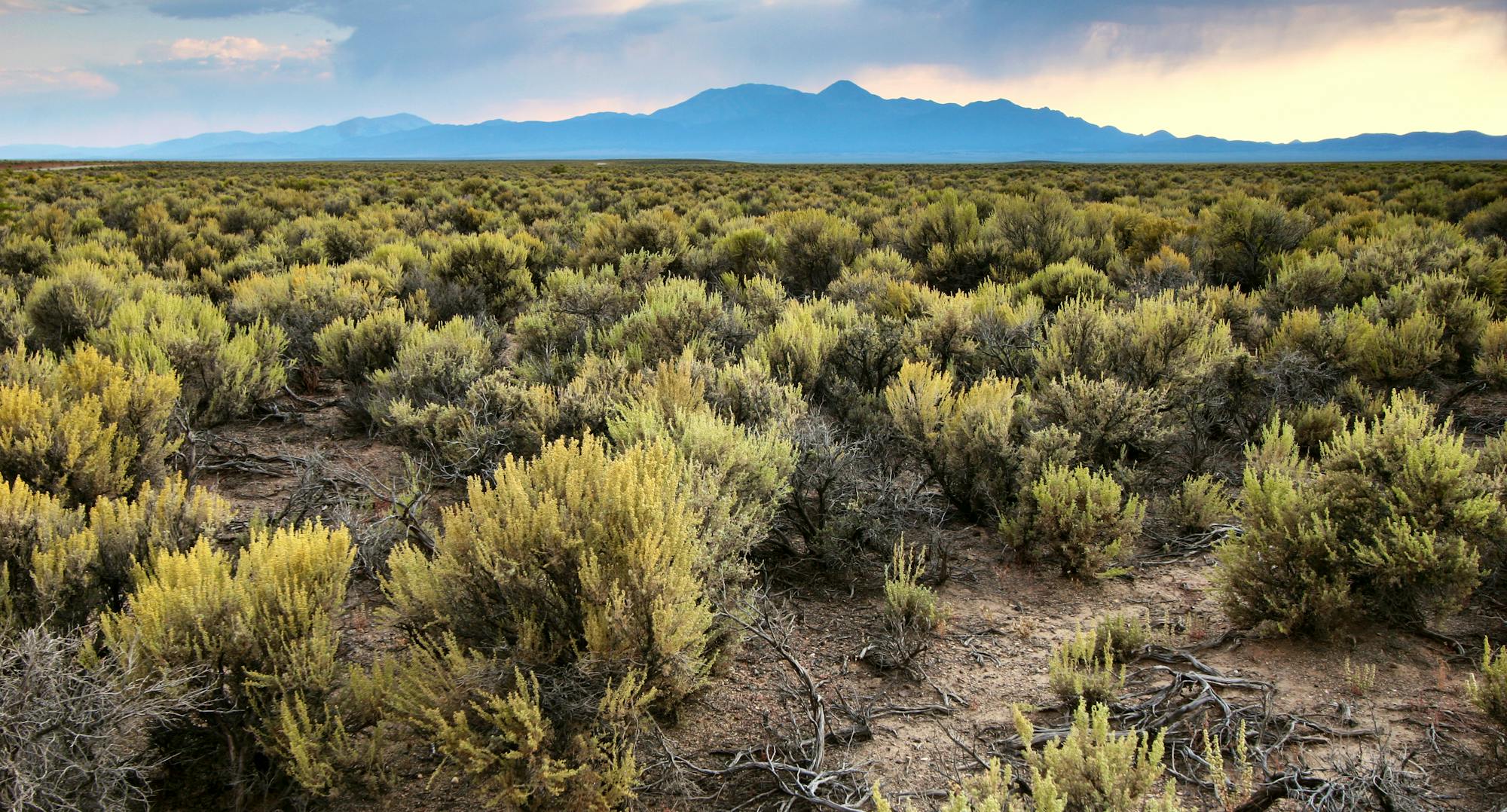 Sagebrush Sea with mountains at sunset.