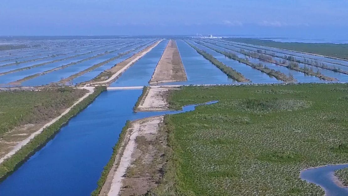 The cooling canals at Turkey Point Nuclear Power Plant 