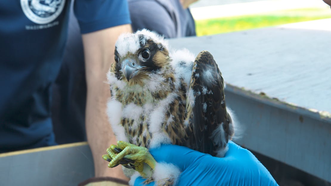 Peregrine falcon at Deer Island