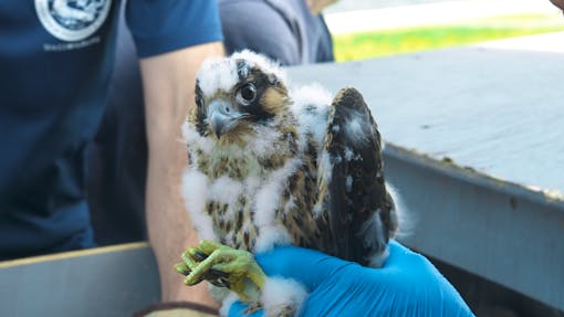 Peregrine falcon at Deer Island