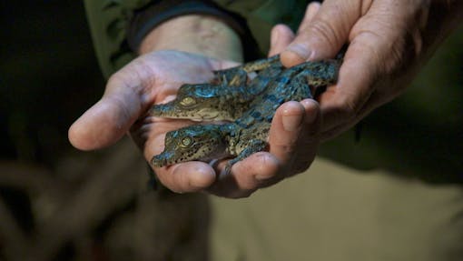 Baby crocodiles at Turkey Point