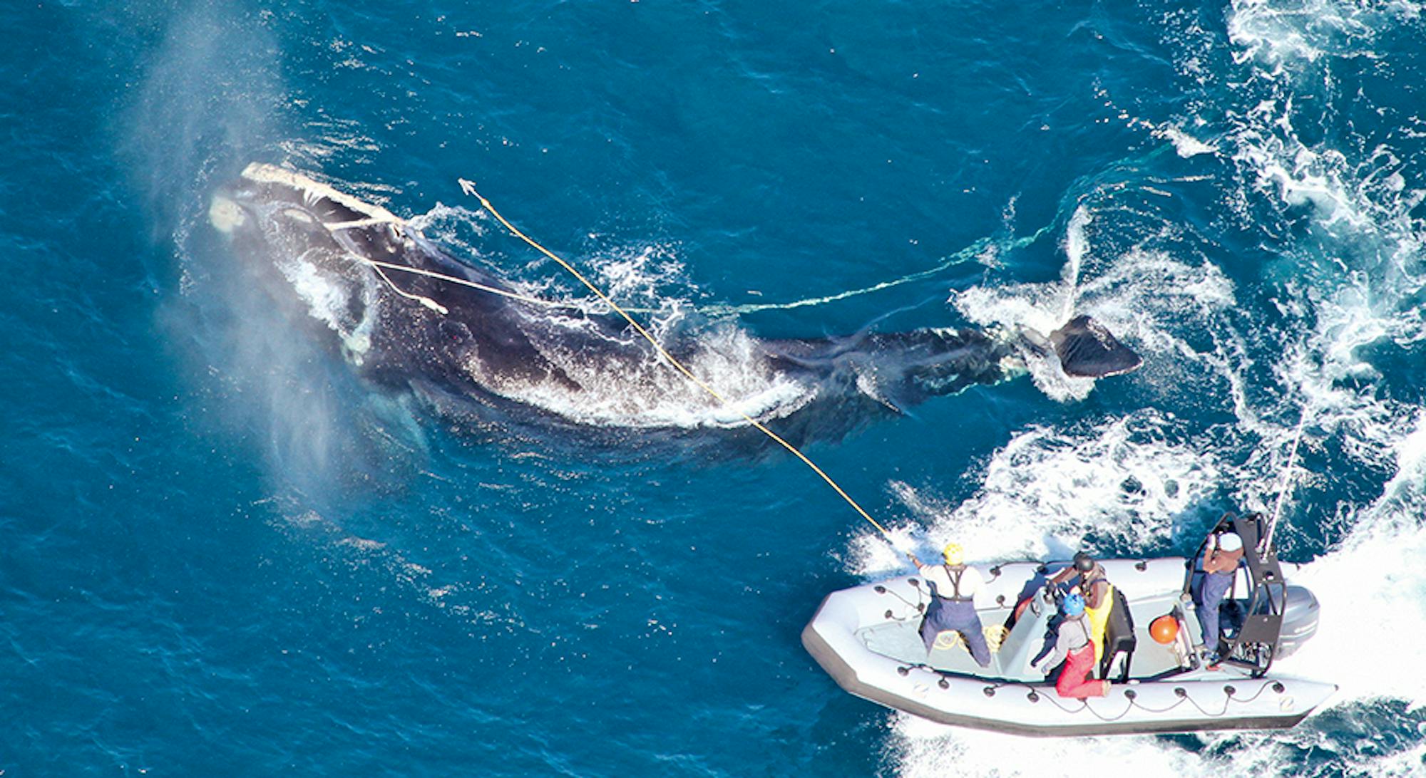 North Atlantic Right Whale