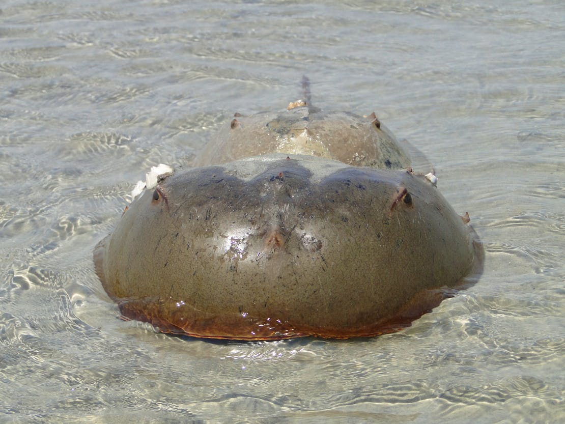 Lone horseshoe crab, Tybee Island, Georgia 