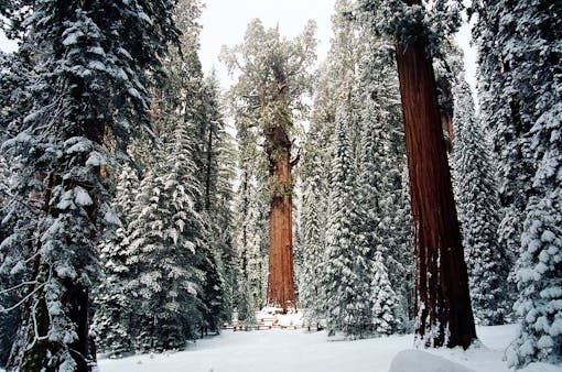 Forest snow, Sequoia National Park, California