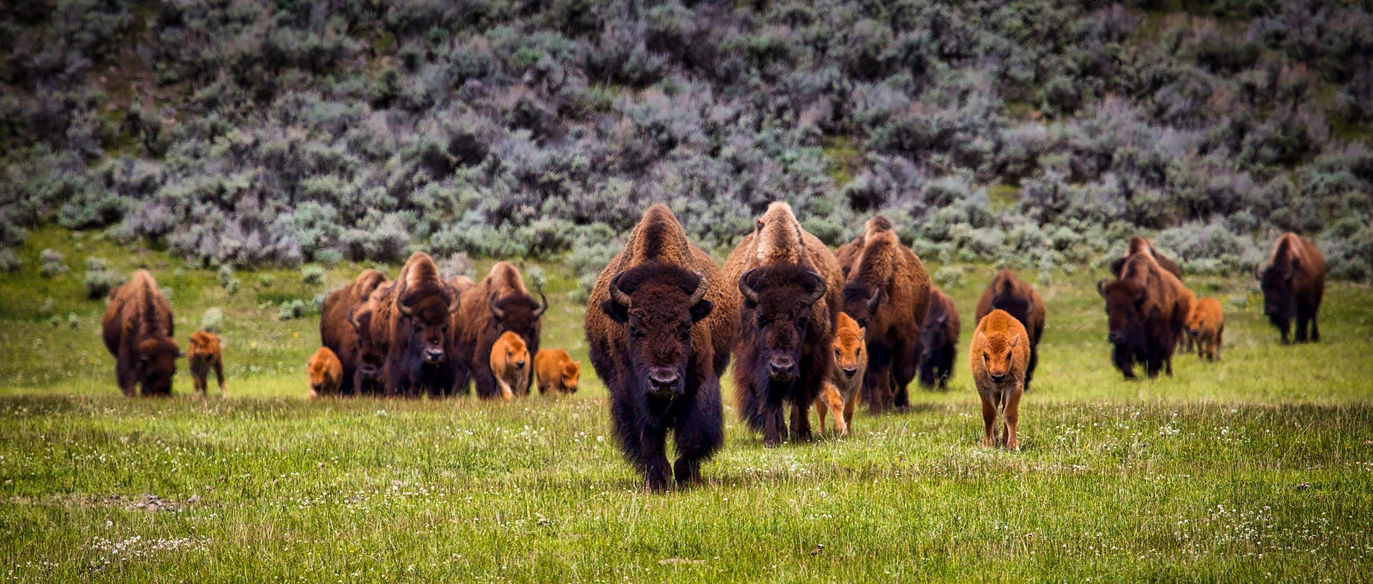 Herd of bison 