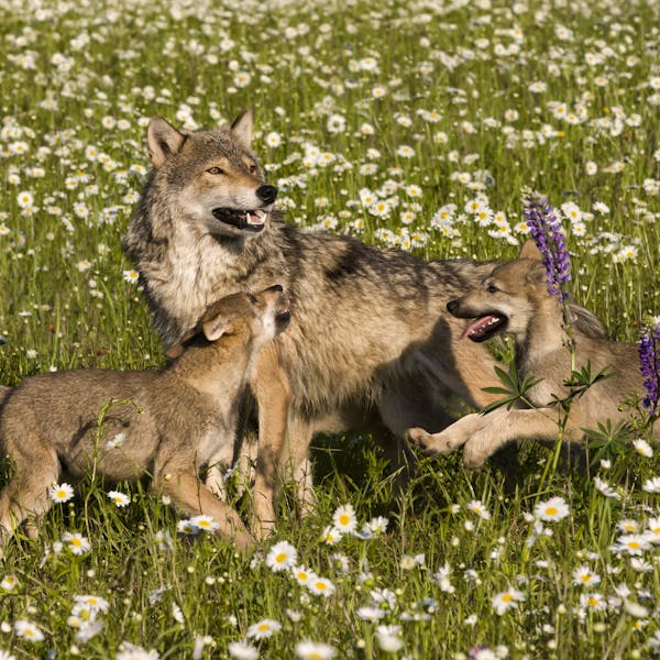 Frolicking wolf pups with Mom