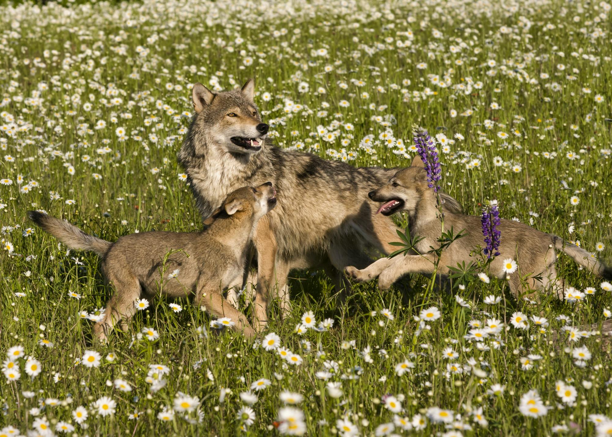 Frolicking wolf pups with Mom