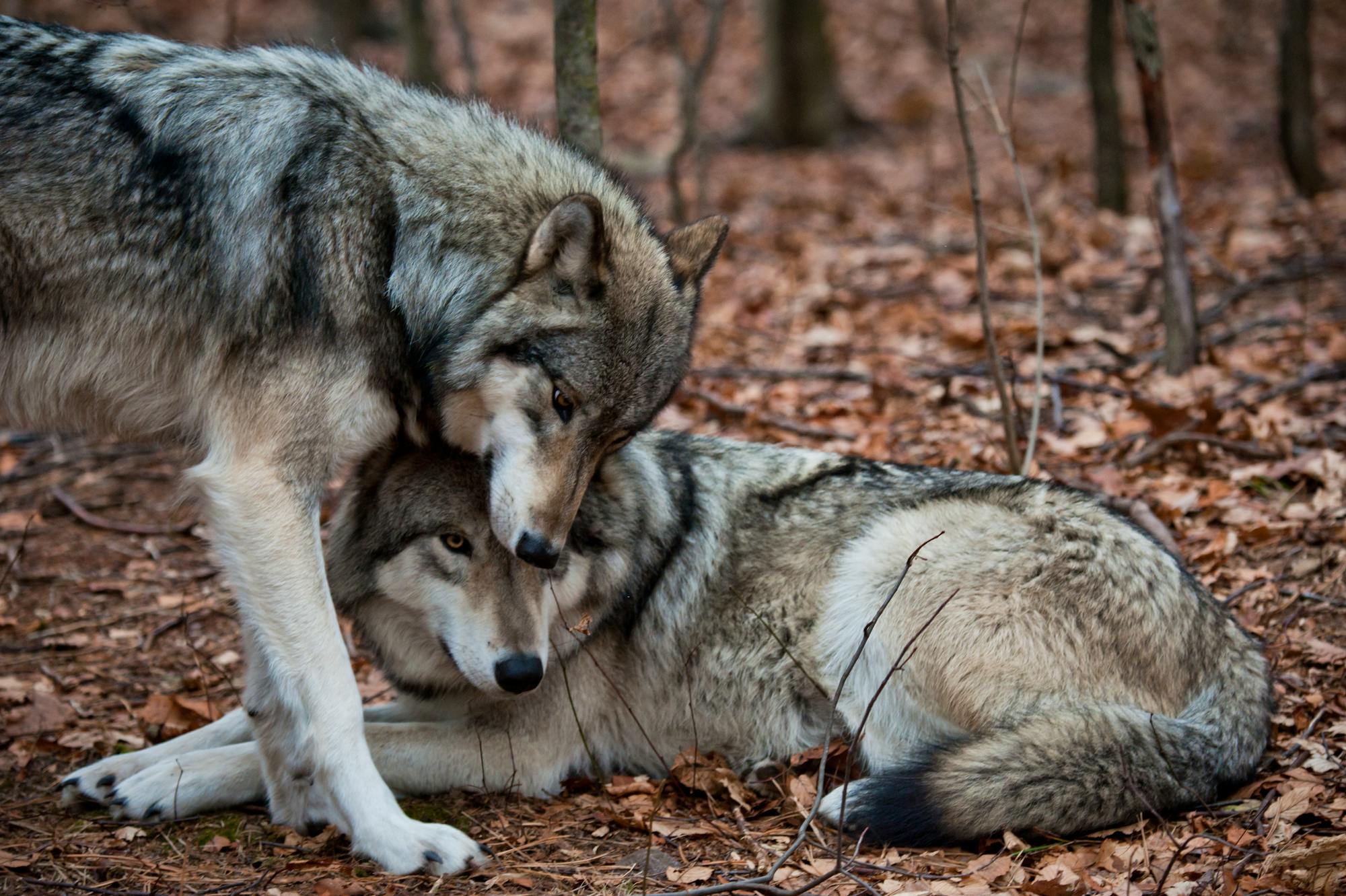 Pair of gray wolves showing affection