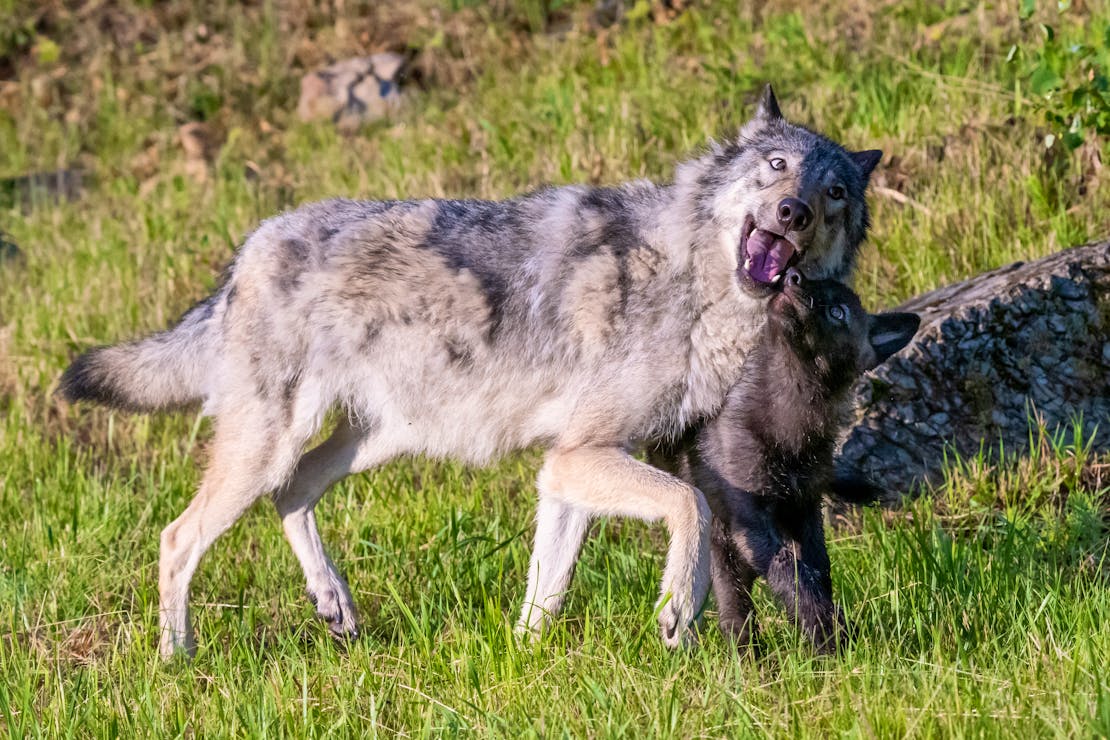 Young wolf pup playing with Mom